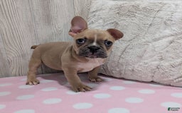 Frenchton dogs for sale: Lilly - Image 3