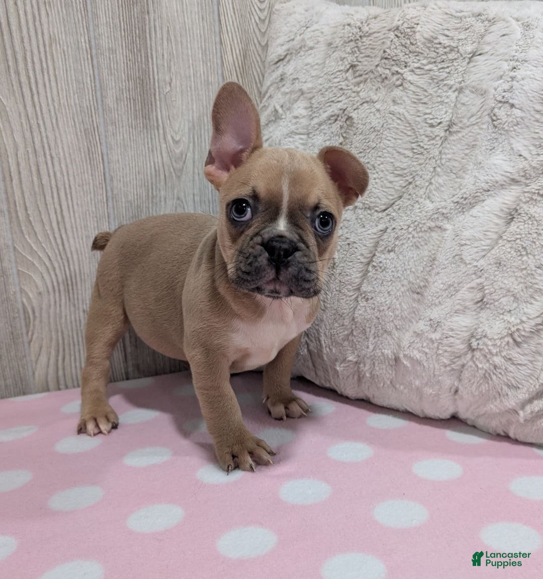 Frenchton dogs for sale: Lilly - Image 3
