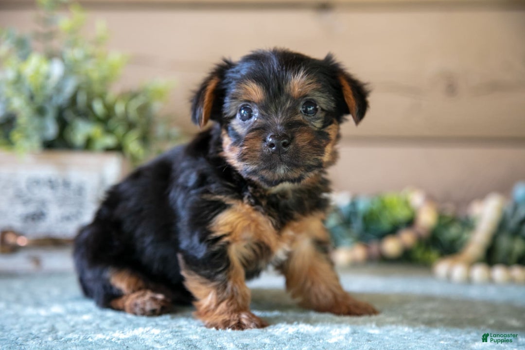 Yorkshire Terrier dogs for sale: Fox - Image 2
