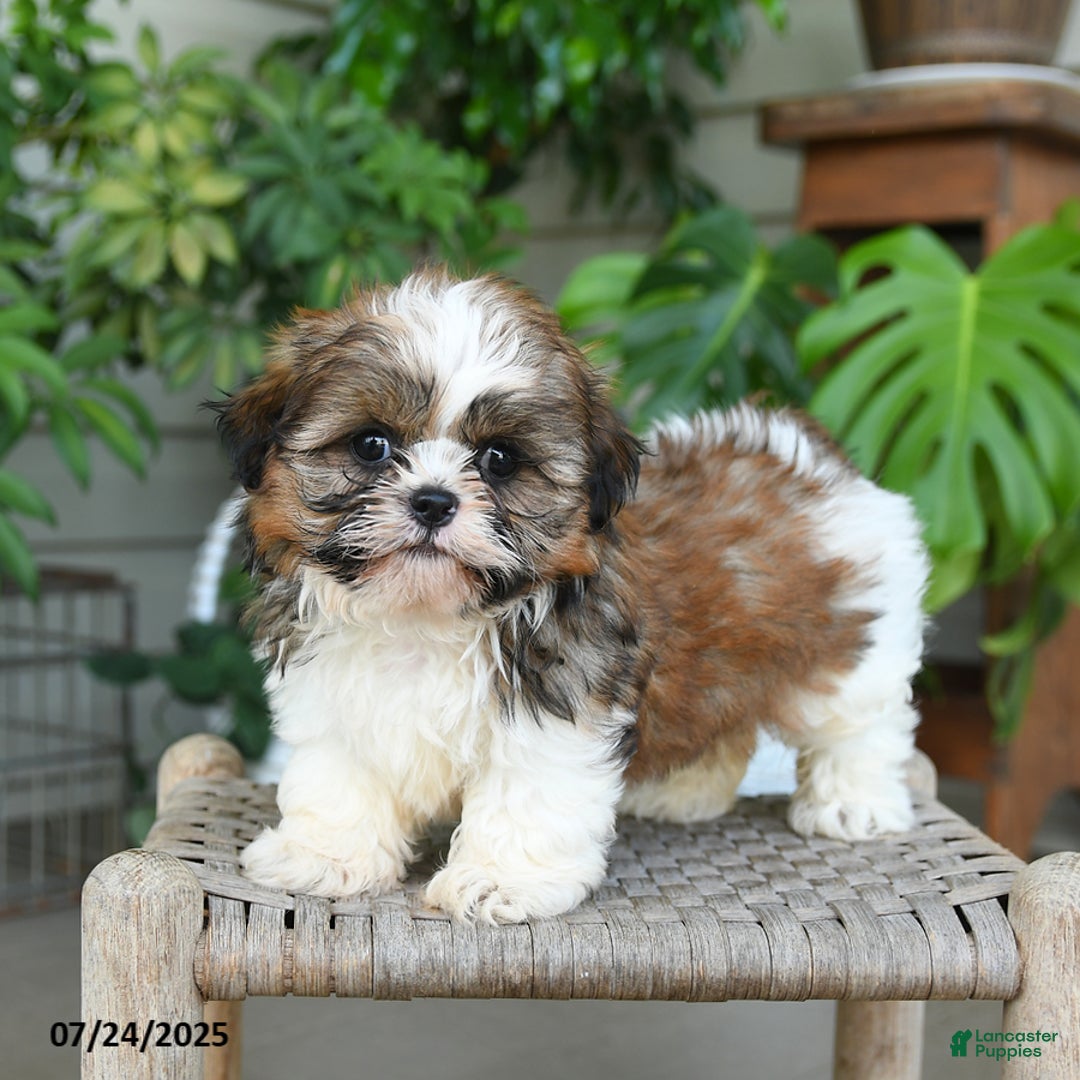 Shih Tzu dogs for sale: Marley - Image 5