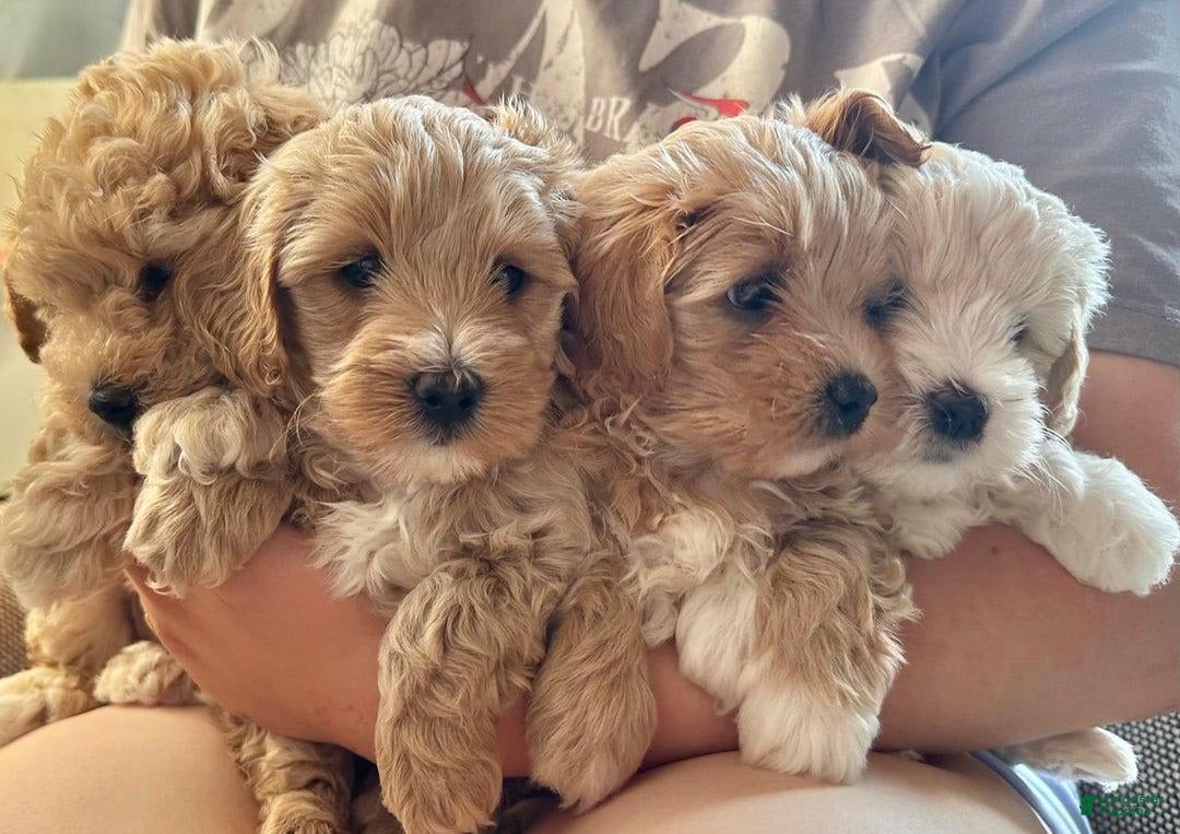 Maltipoo dogs for sale: Mario - Image 3