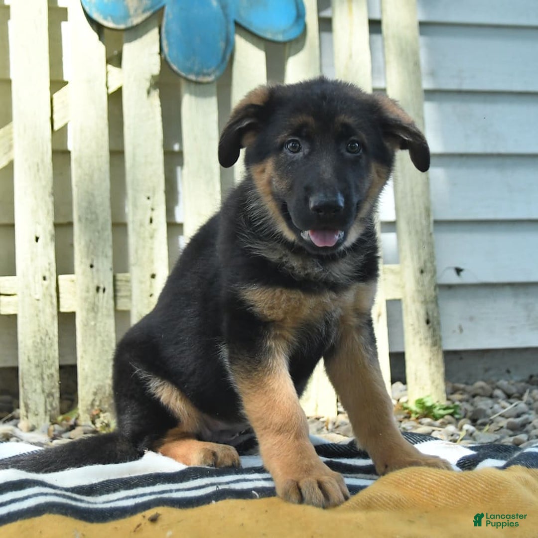 German Shepherd dogs for sale: Mindy - Image 5