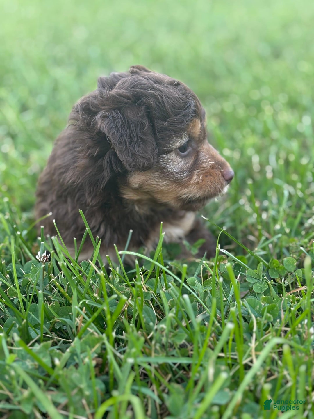 Aussiedoodle dogs for sale: Carter - Image 7