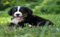 Bernese Mountain Dog dogs for sale: Snoopy - Image 16