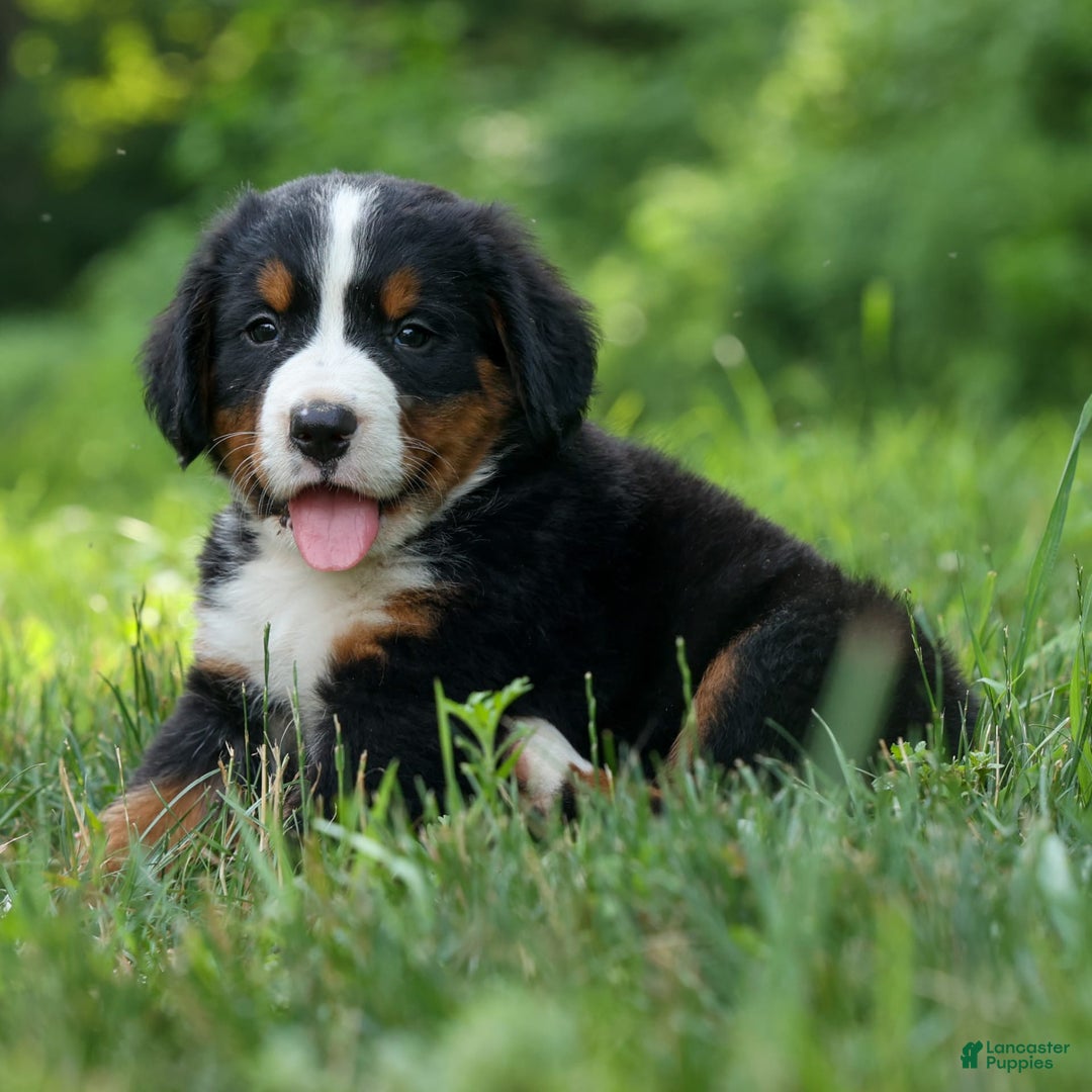Bernese Mountain Dog dogs for sale: Snoopy - Image 16