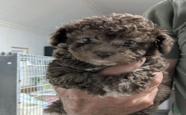 Toy Poodle dogs for sale - Ad 4