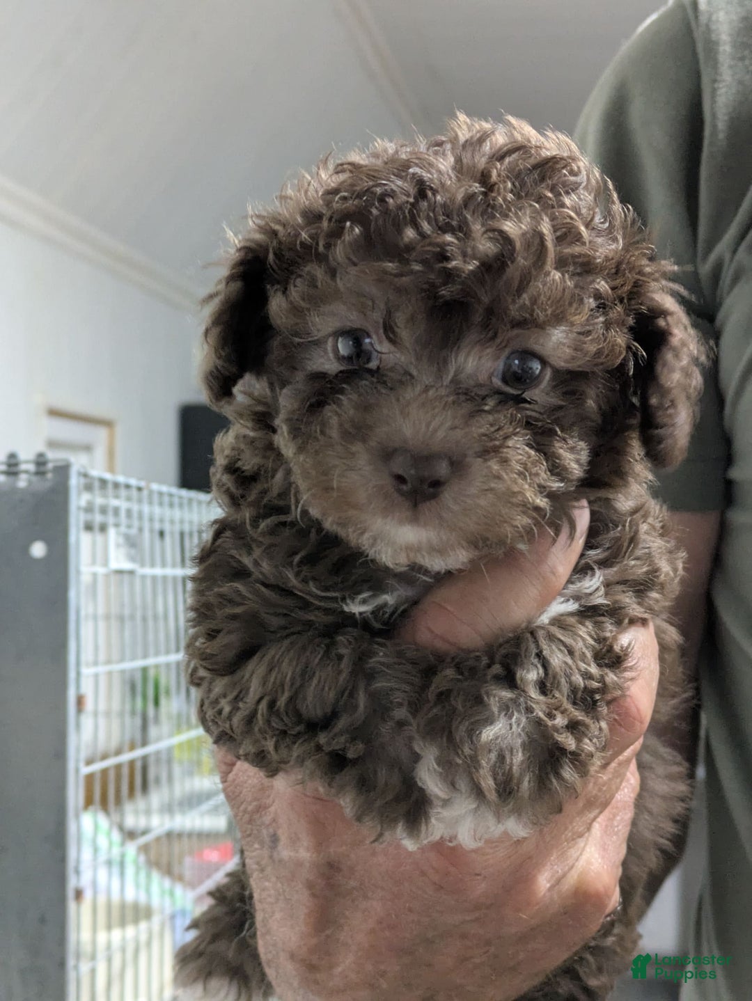 Toy Poodle dogs for sale: Hershey - Image 1
