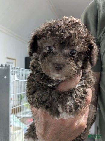 Toy Poodle dogs for sale - Ad 4