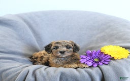 Mini Goldendoodle dogs for sale: Lindsey Rare Color - Image 4