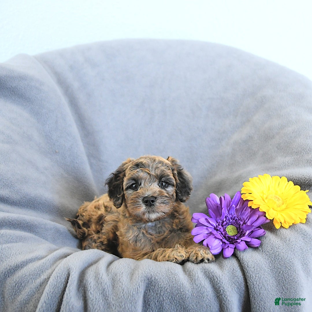 Mini Goldendoodle dogs for sale: Lindsey Rare Color - Image 4