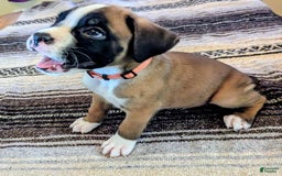 Boxer dogs for sale: Tabasco - Image 2