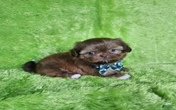 Shih Tzu dogs for sale: Bear - Image 3