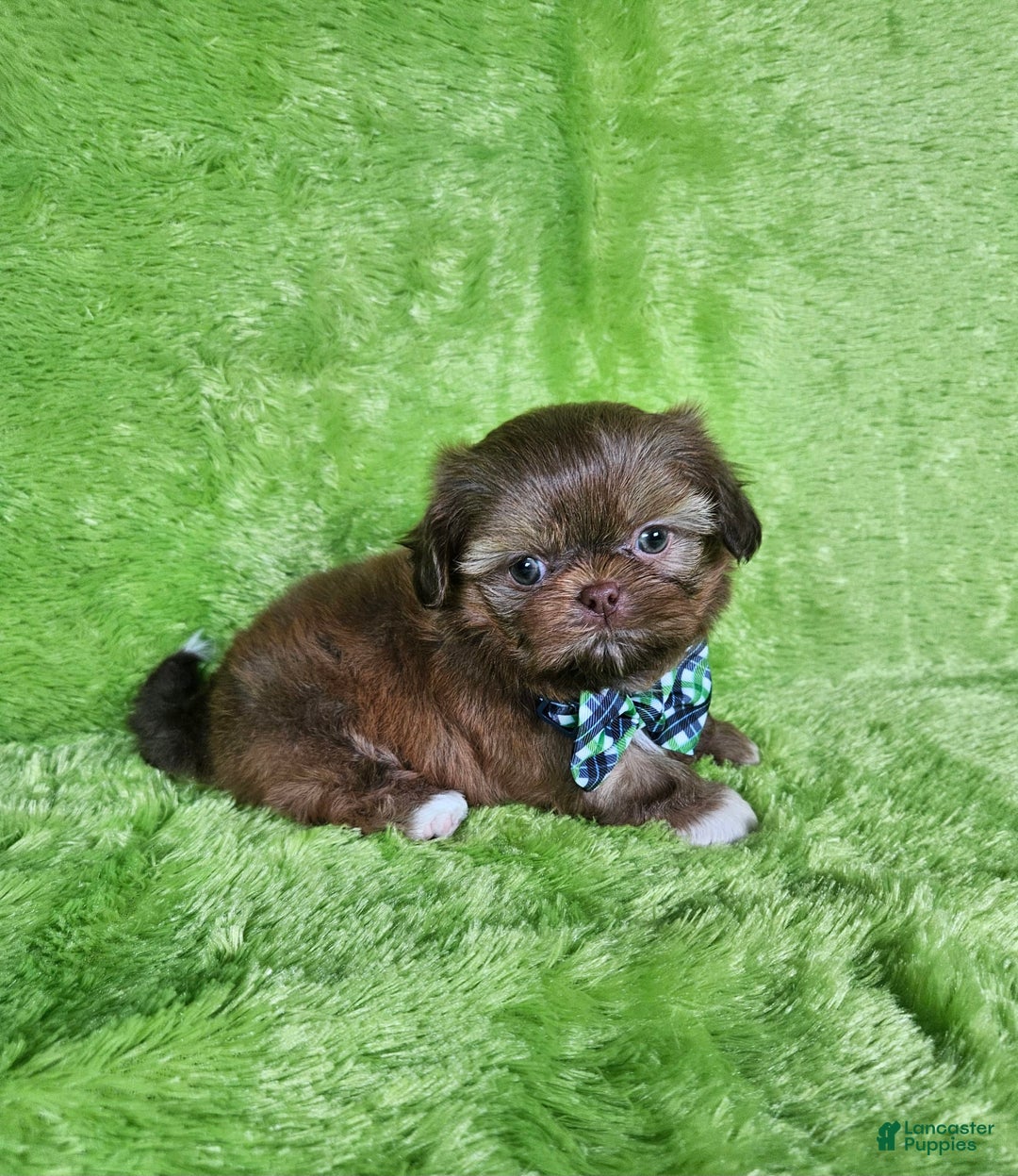 Shih Tzu dogs for sale: Bear - Image 3