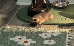 French Bulldog dogs for sale: Female 4 - Image 2
