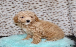 Miniature Poodle dogs for sale: Charles - Image 4