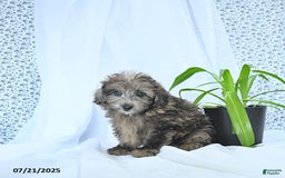 Mini Goldendoodle dogs for sale: Kai - Image 5