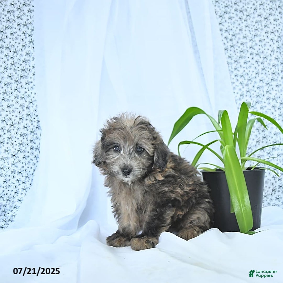 Mini Goldendoodle dogs for sale: Kai - Image 5