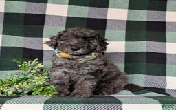 Miniature Poodle dogs for sale: Emerson - Image 3