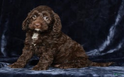 Cavapoo dogs for sale: Joey - Image 1