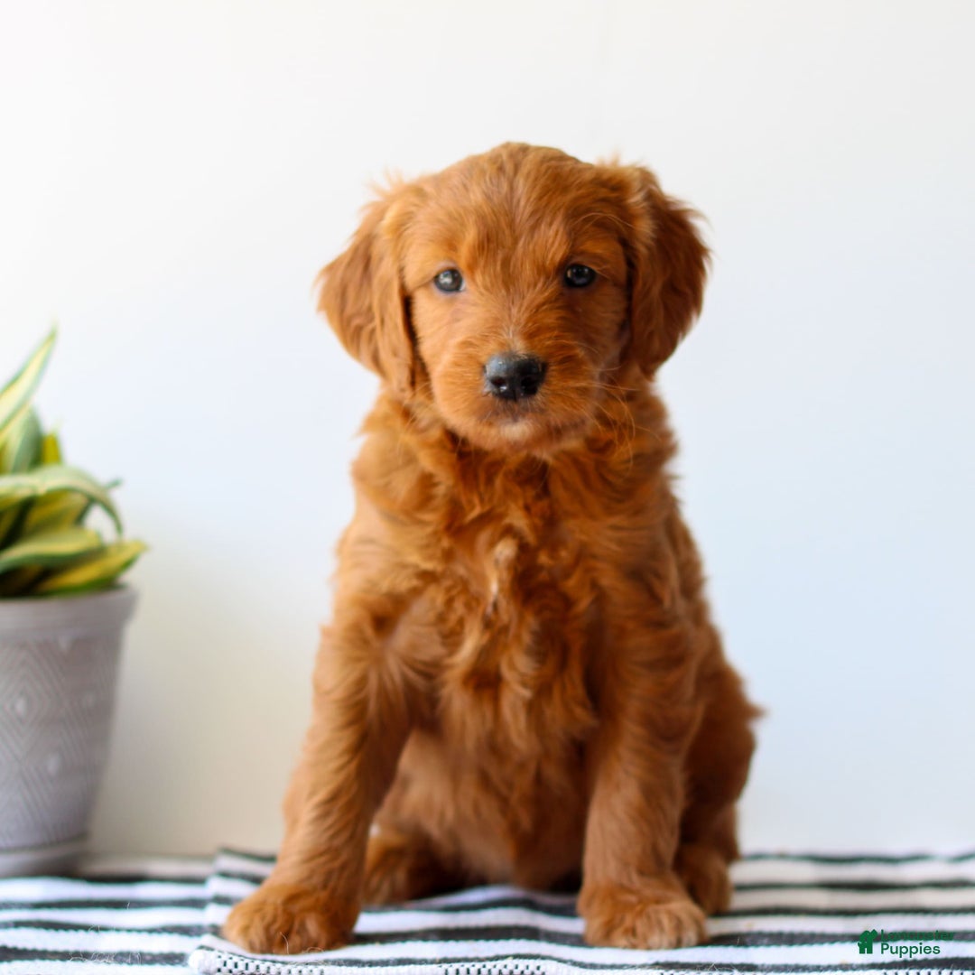 Goldendoodle dogs for sale: Ryah - Image 2