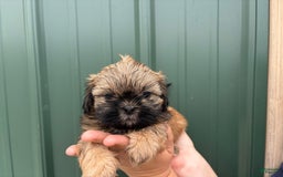 Shih Tzu dogs for sale: Aero - Image 6