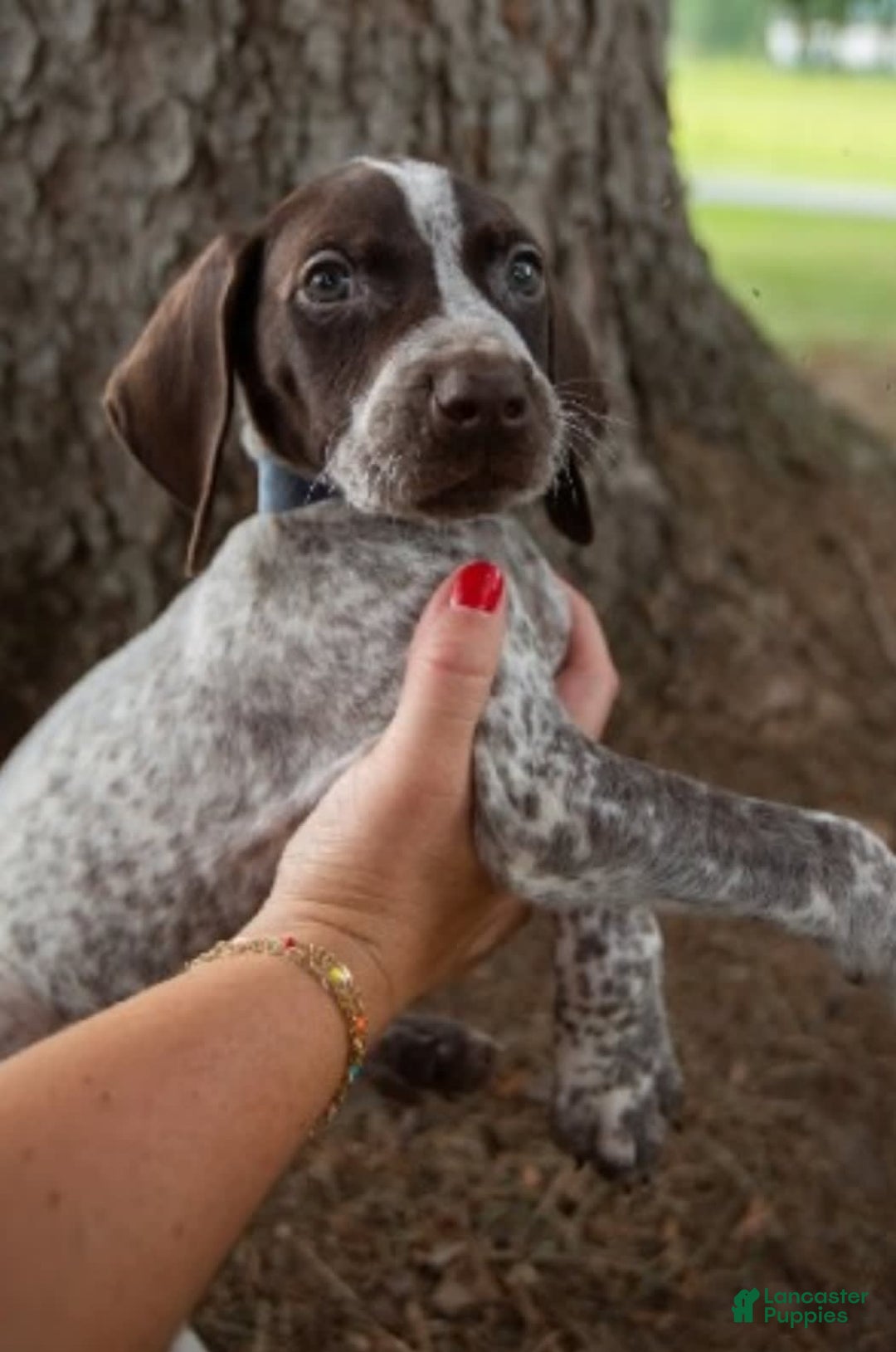 German Shorthaired Pointer dogs for sale: Bow - Image 3