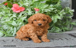 Miniature Poodle dogs for sale: Meadow - Image 1
