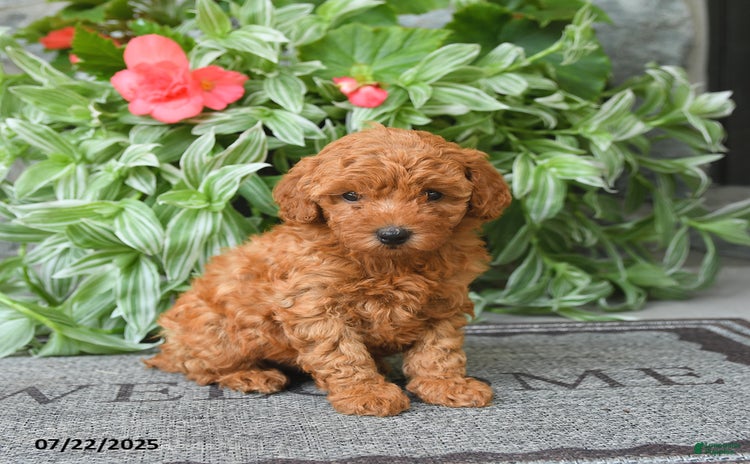 Miniature Poodle dogs for sale - Ad 2