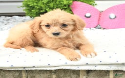 Pomeranian dogs for sale: Pomeranian 9 puppies - Image 14