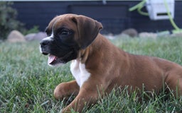 Boxer dogs for sale: Zoey - Image 2