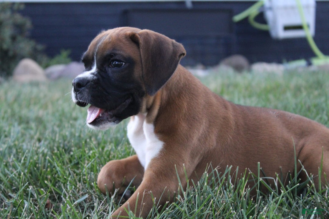 Boxer dogs for sale: Zoey - Image 2