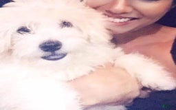 Maltipoo dogs for sale: Bene - Image 3