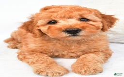 Mini Goldendoodle dogs for sale: Bo - Image 1
