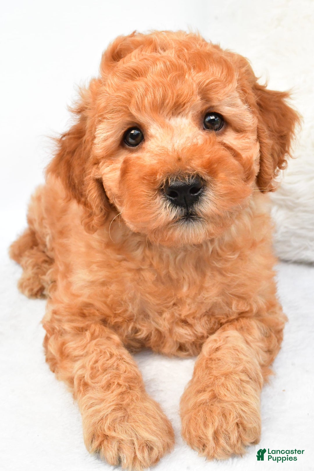 Mini Goldendoodle dogs for sale: Bo - Image 1