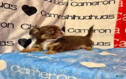 Chihuahua dogs for sale: Theodore Chocolate Lc - Image 39
