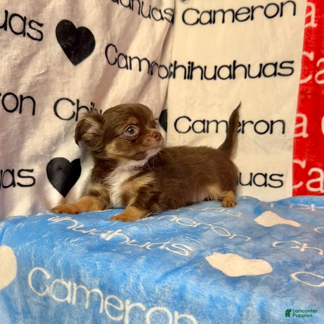 Chihuahua dogs for sale: Theodore Chocolate Lc - Image 39