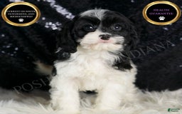 Cavapoo dogs for sale: Cleopatra - Image 4