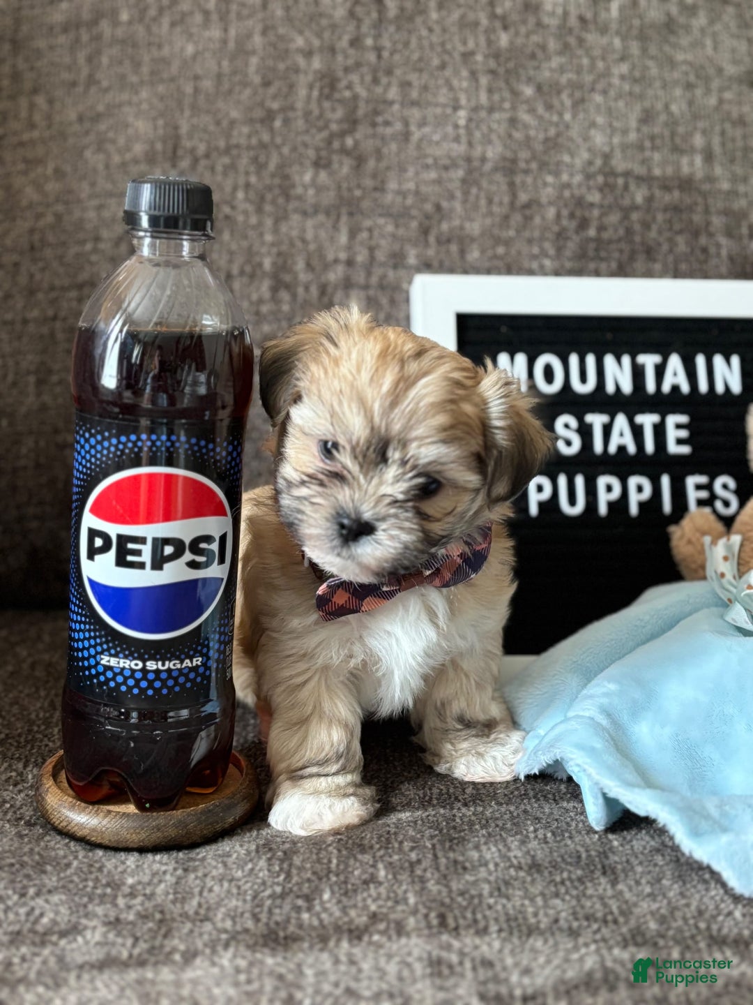 Malshi dogs for sale: Teacup Imperial Benjamin - Image 6