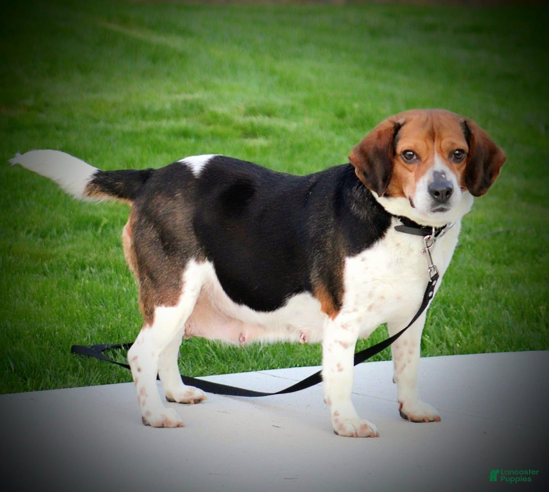 Beabull dogs for sale: Jasmine - Image 5