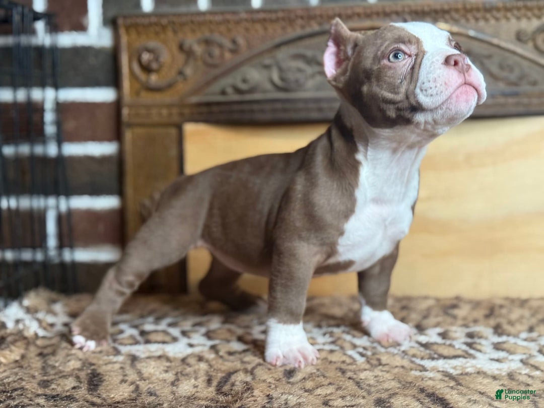 American Bully dogs for sale: Reign - Image 3