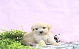 Mini Goldendoodle dogs for sale: Kinley - Image 14