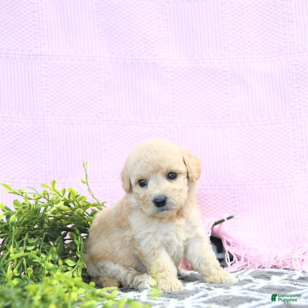 Mini Goldendoodle dogs for sale: Kinley - Image 14