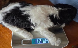 Toy Poodle dogs for sale: Paisley 3rd Girl - Image 4