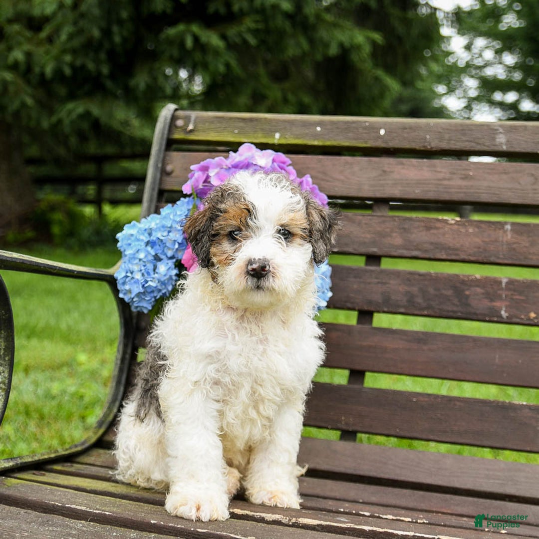 Mini Bernedoodle dogs for sale: Oscar - Image 4
