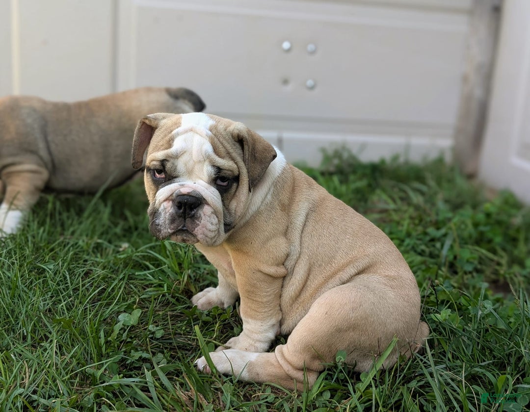 Olde English Bulldogge dogs for sale: Gillian - Image 18