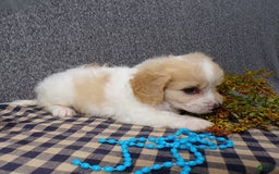 Cavachon dogs for sale: Jordan - Image 1
