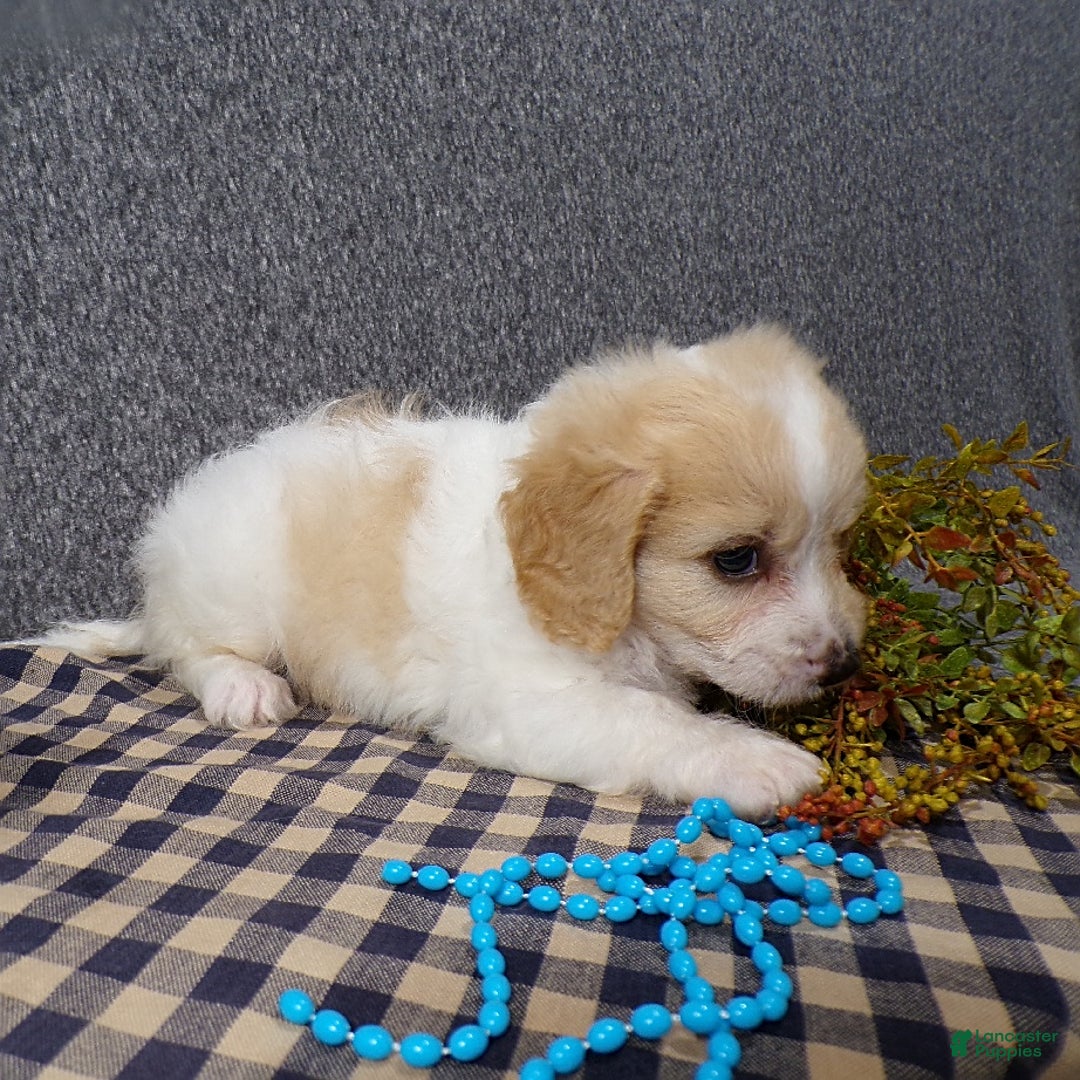 Cavachon dogs for sale: Jordan - Image 1