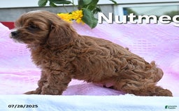 Cavapoo dogs for sale: Nutmeg - Image 1