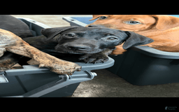 American Staffordshire Terrier dogs for sale: Raven - Image 2