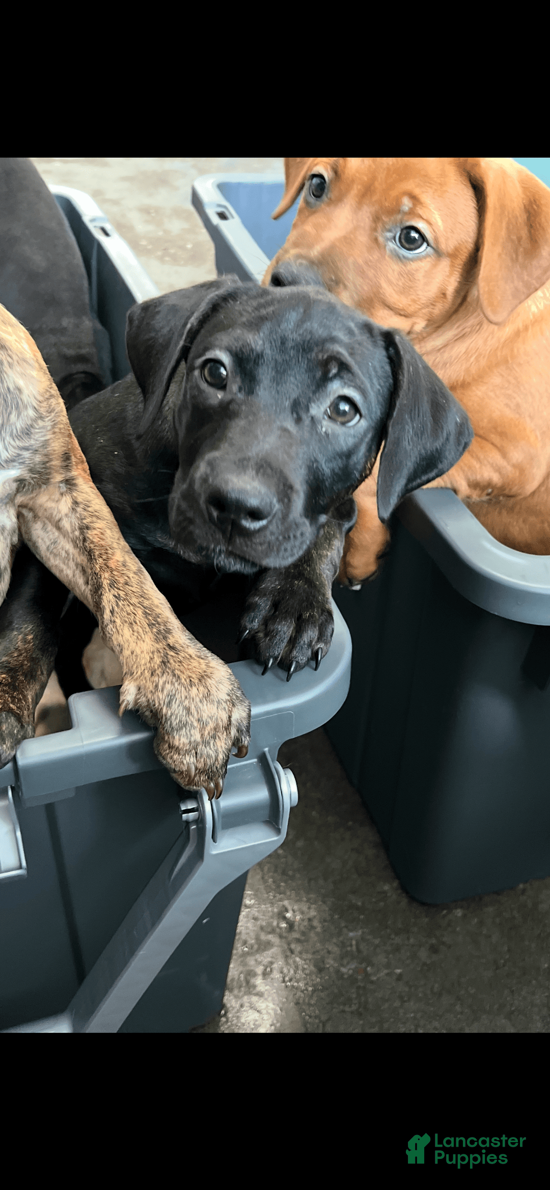 American Staffordshire Terrier dogs for sale: Raven - Image 2